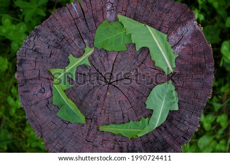 The recycling symbol made from green leaves. The symbol for recycling, circular economy, and sustainable activities. Dandelion leaves on wooden stamp with green background. Royalty-Free Stock Photo #1990724411