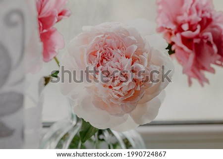 a bouquet of three lush pink peonies defocus  stands in a vase on the window; a modest gift for a holiday; picture for a flower shop or florist