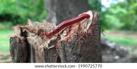 a reddish brown coiled millipede. A beautiful picture of millipede of a piece of wood.