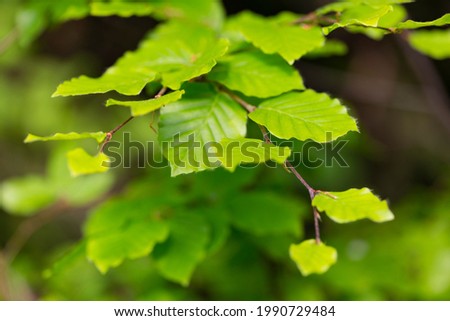 Branches with spring leaves European beech (Fagus sylvatica), selective focus. Plant background with green spring leaves. Close up on a fresh green leaves of European beech also called common beech. Royalty-Free Stock Photo #1990729484