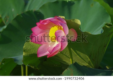 Lotus - Nelumbo nucifera: High quality image