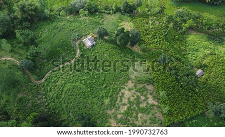 Tea Fields. Cinnamon Fields. Countryside. aerial view. top view. 