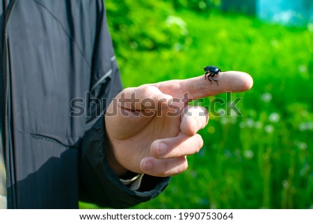 Geotrupes, Geotrupinae, an insect, a black dung beetle, sits on a man's finger against the background of a street and green grass Royalty-Free Stock Photo #1990753064