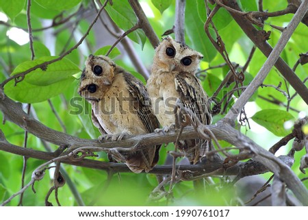 Owl, Collared Scops Owl (Otus lettia) looking at in nature