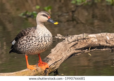 A beautiful picture of a Indian spot-billed duck (Anas poecilorhyncha) at Keoladeo National Park, Bharatpur, Rajasthan, India