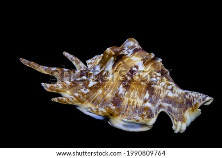 The color of the shell is very variable, white or cream, often with brown, violet or bluish spots