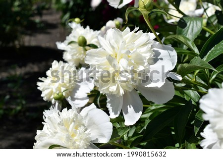 Bushes of beautiful peony flowers in the garden