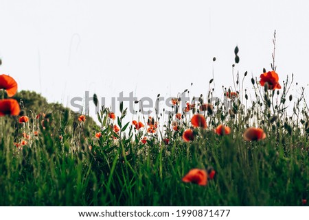 Red poppies in a green field. Beautiful flower picture for content.