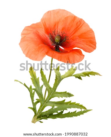 Red poppies isolated on white background. Spring or summer wild field flowers. Poppy flowers. Parts of plant: flower head, stem, bud and leaves