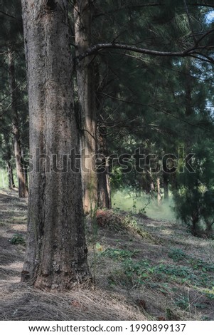 Row of cypress trees in Deltamas city park, Bekasi district, West Java, Indonesia