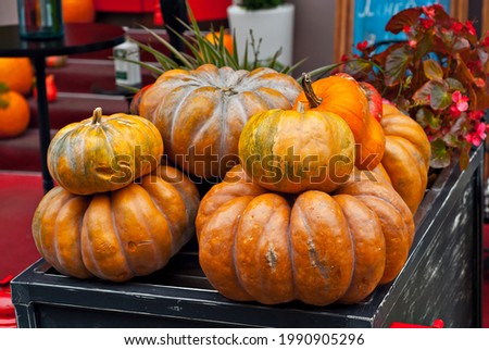 Halloween. Orange pumpkins close up. Decorative pumpkins for interior design. Design of show-windows for a holiday.