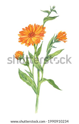 Calendula flowers isolated on a white background Watercolor flower hand drawn illustration. Vector Royalty-Free Stock Photo #1990910234