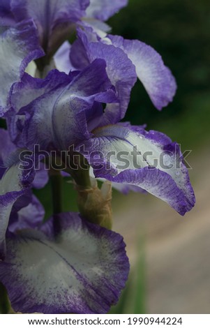 Purple Iris germanica.Beautiful large head of iris.Banner beautiful iris flower grow in the garden.Drops of water after rain on tender purple petals of beautiful large flower.Nature concept for desing