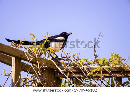 A large Magpie bird enjoying the summer sunshine, in a garden of a house.