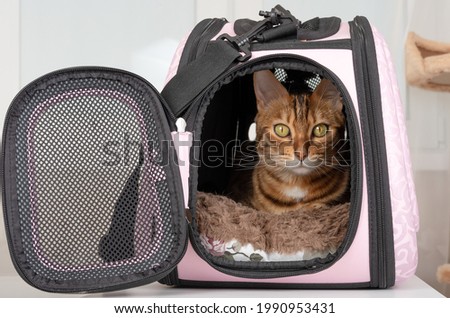 Bengal cat resting in a soft carrying bag Royalty-Free Stock Photo #1990953431