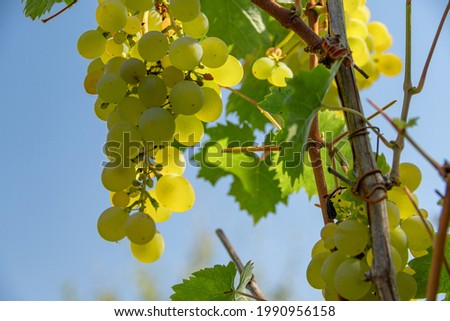 Green Grapes for the wine at vineyard. Bunch of green grapes growing on the vine on blue sky background