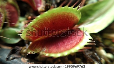 leaves of the carnivorous plant venus fly trap 