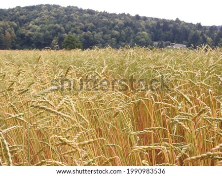 Wheat field in the village