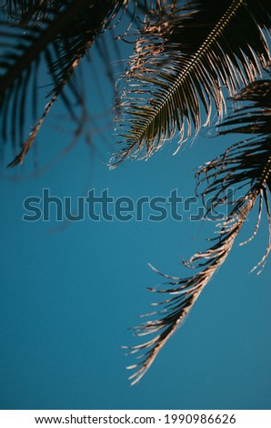 coconut tree leaves with blue sky as a background