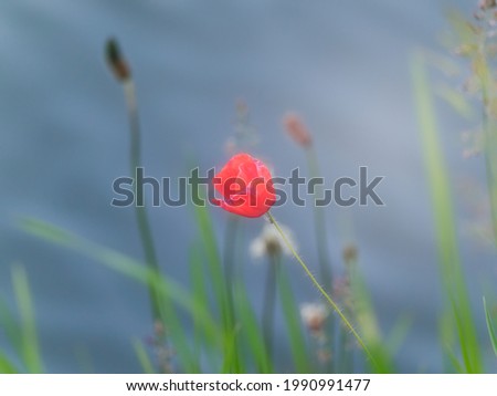 A closeup shot of a red tulip grown in the field
