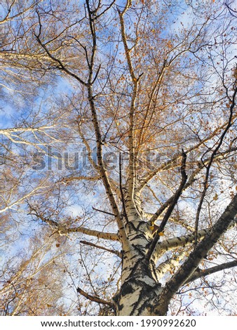 blue sky with clouds and tree branches in autumn