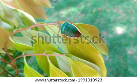 bedbug landing on a leaf
