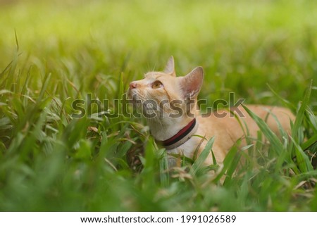 A cat looking for something on the garden