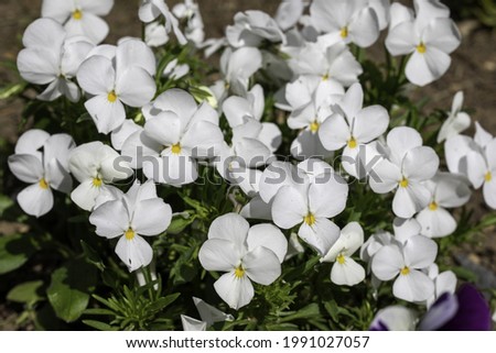 A garden with white pansies