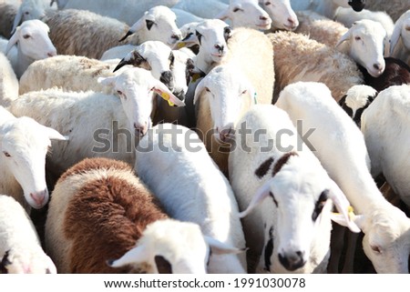 some white sheep are eating grass in a meadow or field, sheep are often used as sacrificial animals during Eid al-Adha Royalty-Free Stock Photo #1991030078