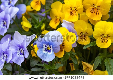 A closeup shot of blue and yellow garden pansies