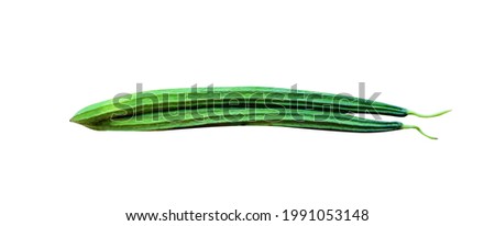 Two green angled gourd or Luffa acutangula roxb in vegetable farm isolated on white background , clipping path