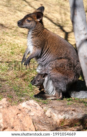 View of a furry Australian wallaby mother with a baby joey in her pouch