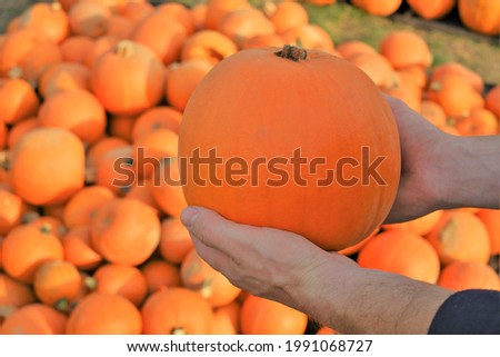  Pumpkin farmers market. Thanksgiving and Halloween holiday. Pumpkin in male hands on blurred pumpkin assortment background. Selection of pumpkins on the market.Organic farm vegetables.Pumpkin harvest