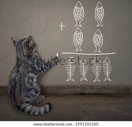 A gray cat writes a funny mathematical equation in chalk on the wall.