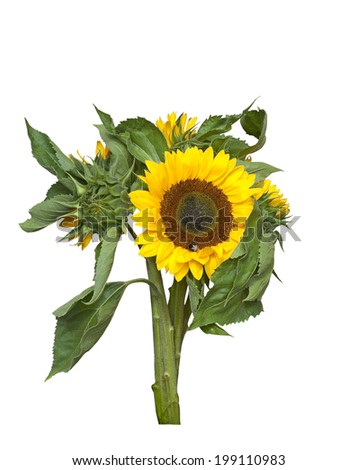 Bouquet of bright sunflowers on an isolated background