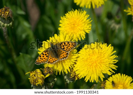 Araschnia levana on yellow dandelion flower. beautiful delicate butterfly, orange wings. macro insect, nature close-up. The mutable map butterfly, spring season. copy space, top view.
