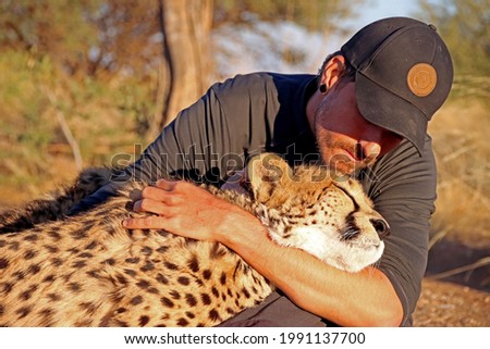 Close-up of man hugging and cuddling a Cheetah in Namibia. Rescued Cheetah in sanctuary gently held by one guy with trees in the background. 