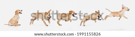 Art collage made of one funny dog jumping isolated over white studio background. Concept of motion, action, pets love, animal life. Look happy, delighted. Copyspace for ad, flyer. Royalty-Free Stock Photo #1991155826