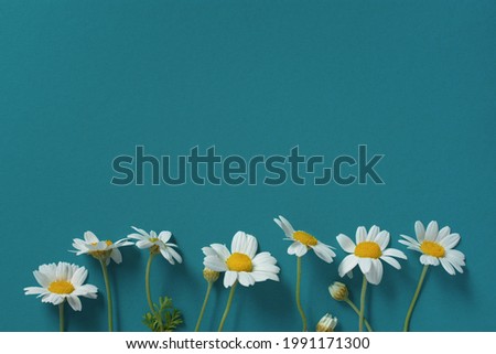 Daisies blue turquoise background top view. Minimalistic flat lay. Conceptual creative floral design. A composition of wild wildflowers. The concept of summer, tenderness. Horizontal layout.Copy space
