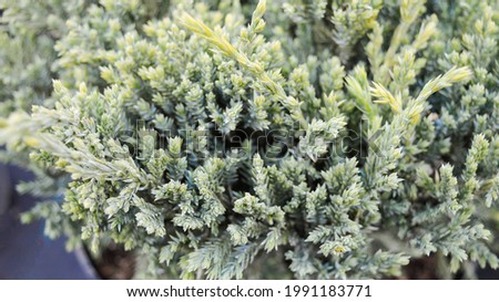Evergreen coniferous shrub close up. Juniper scaly "Holger". Back, New Year, Christmas background. Photo for the catalog of plants of a garden center or plant nursery.