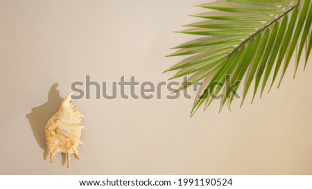green palm and interesting seashell on a sandy background.summer concept idea travel