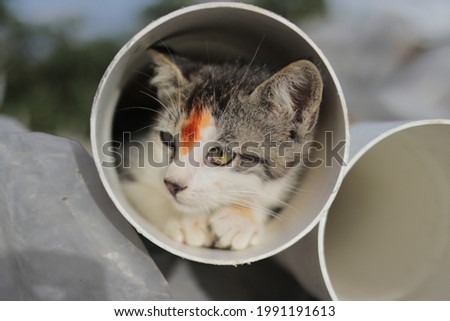 Close-up view of cute kitten playing inside plastic pipe. Stock photo of kittens