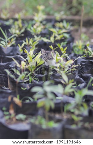 Cute kitten playing in the garden. Kitten stock photo