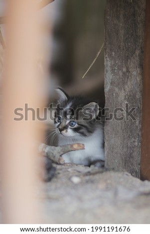 Cute kitten in the yard stock photo