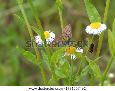 Butterfly and bug on daisy flowers in the meadow. Copper butterfly (Lycaena tityrus) collecting nectar with its proboscis from daisy flower