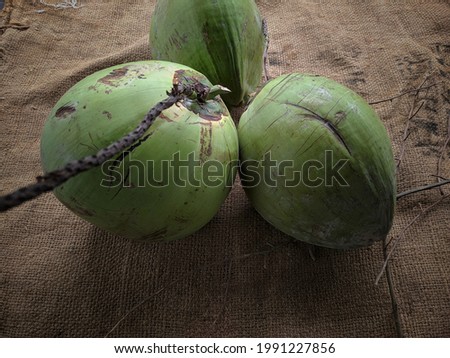 three fresh young coconuts on a burlap background
