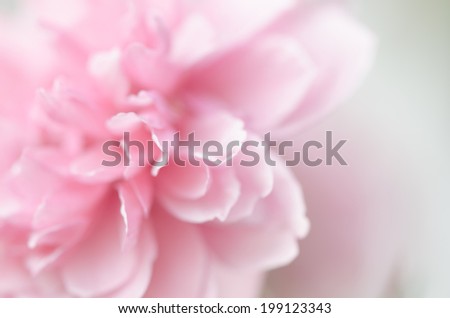 Pink rose, sweet soft color background, shallow depth of field.