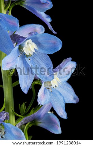 Inflorescence of blue delphinium flowers, lat. Larkspur, isolated on black background