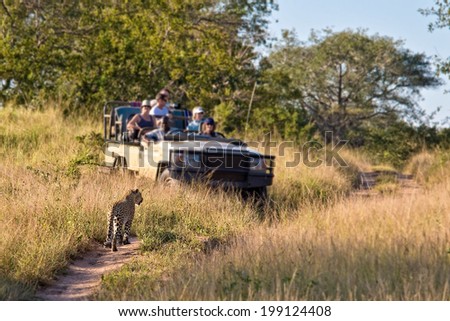 Tourists observing a female leopard, South Africa Royalty-Free Stock Photo #199124408