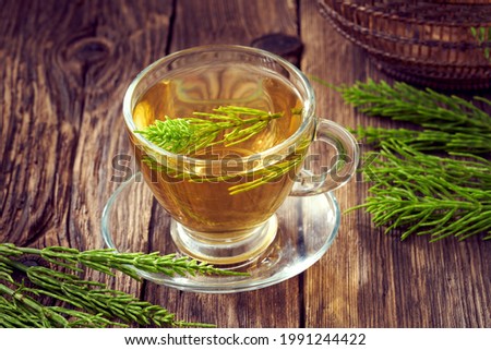 A cup of horsetail tea with fresh equisetum plant. Foraging or herbal medicine. Royalty-Free Stock Photo #1991244422